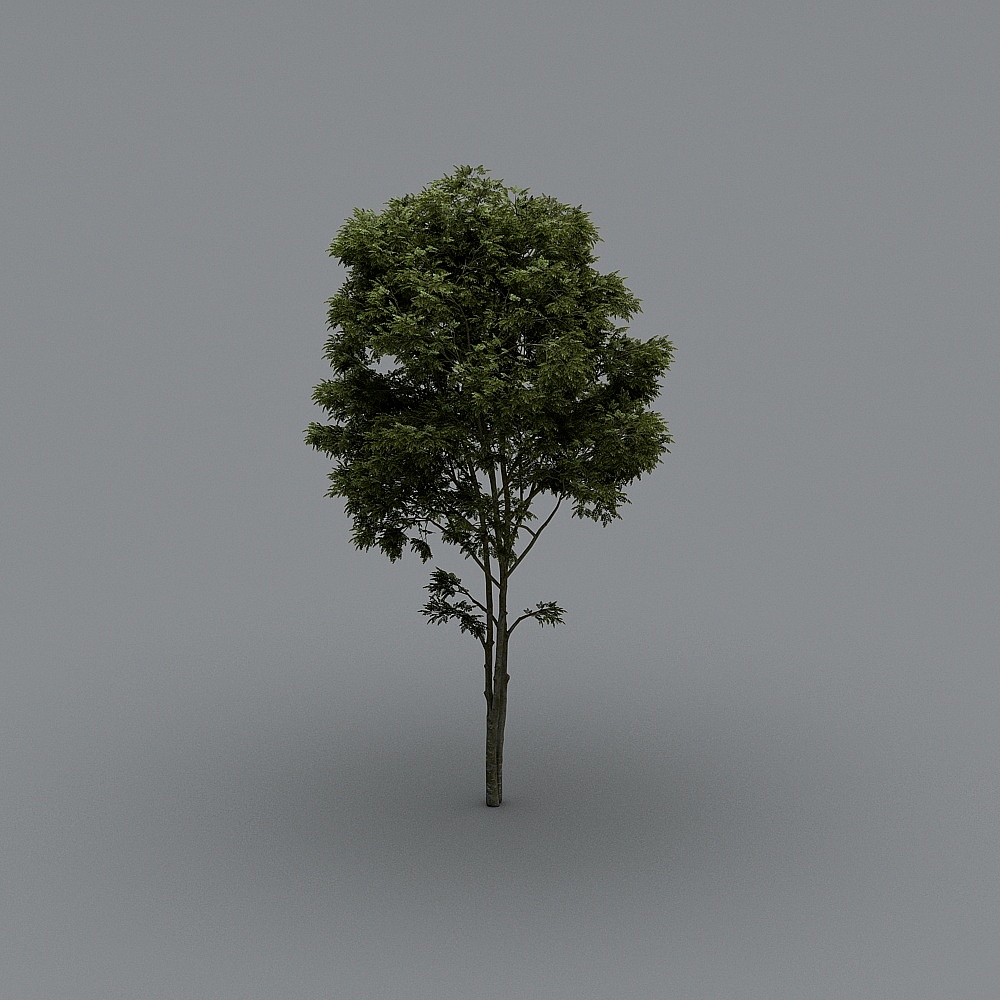 Tall green leafy tree with thin trunk on grey background