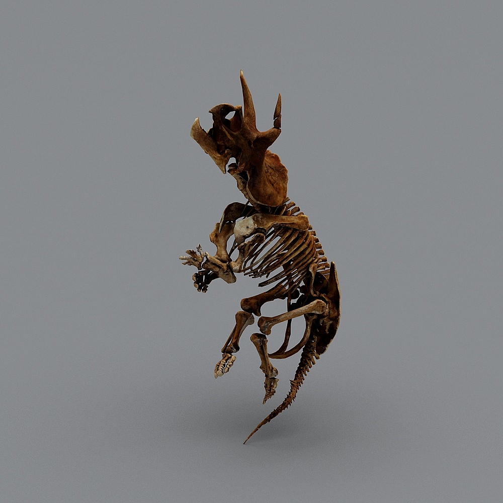 High-Detail Triceratops Skeleton 3D model