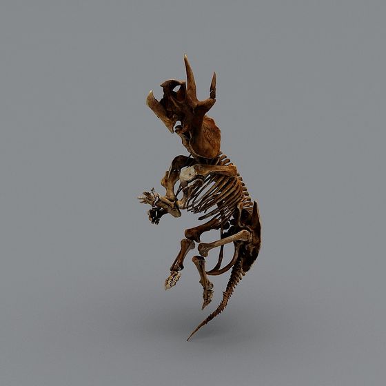 High-Detail Triceratops Skeleton 3D model