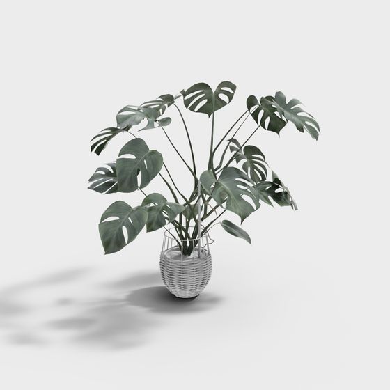 Monstera Deliciosa Plant 3D model