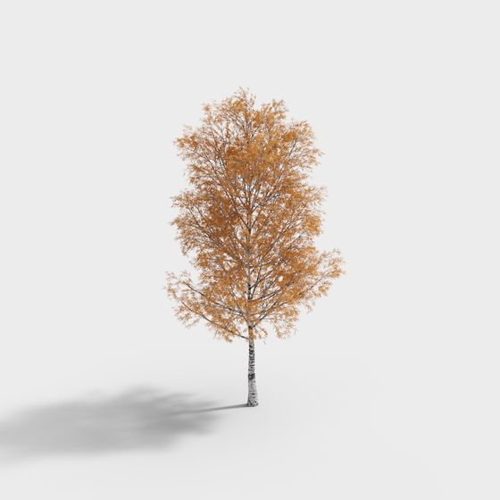 Autumn Birch Tree 3D Model