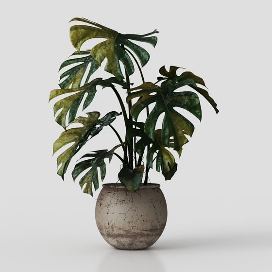 Tropical Style Plant 3D Model for Designers