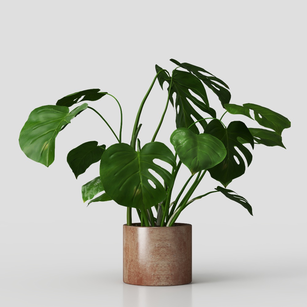 Monstera Deliciosa 3D Model for Creative Spaces