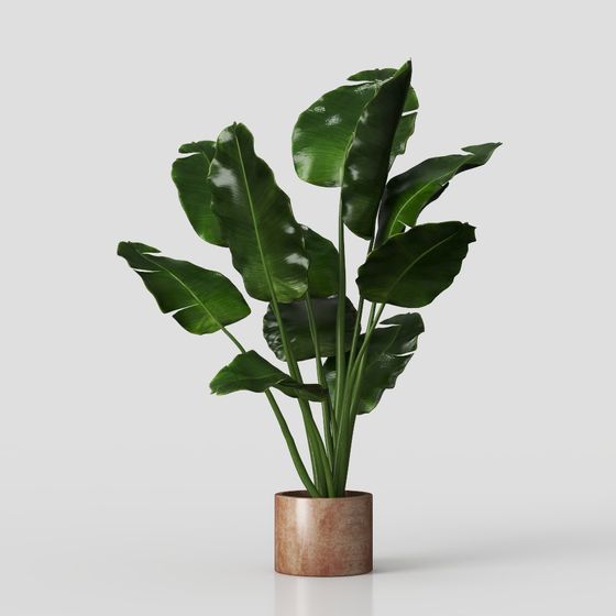 Tropical Plants 3D Model for Designers