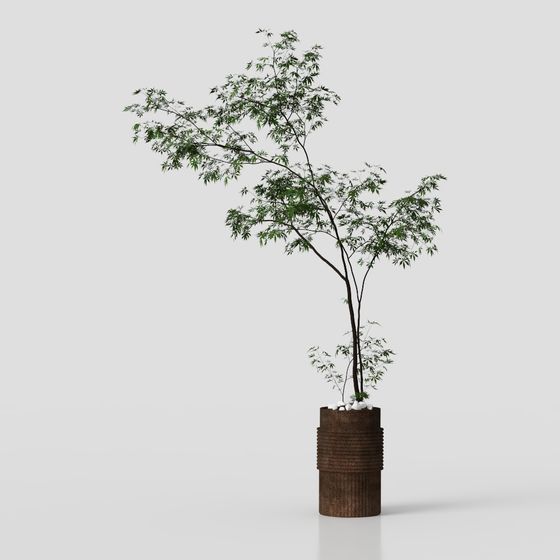 緑の鉢植えの植物