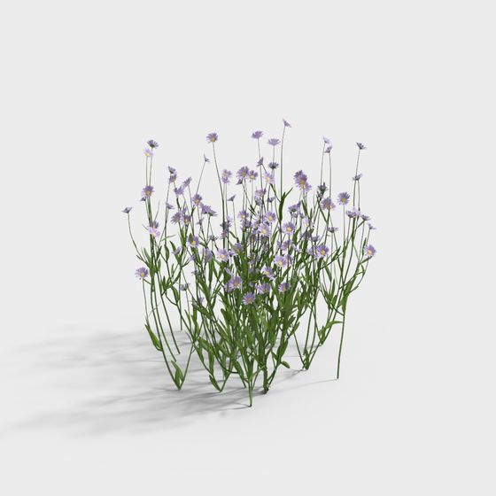 Charming Daisy 3D Model on Grass