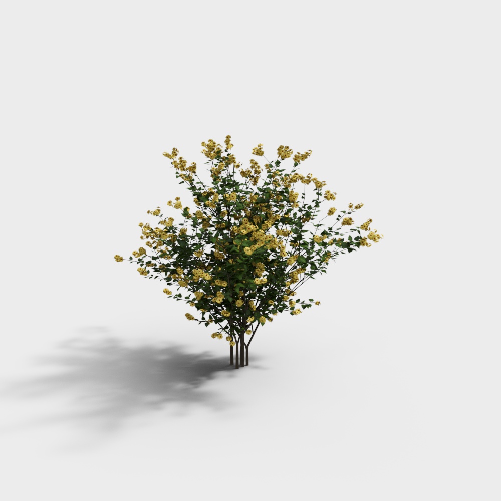 Large green shrub with yellow flowers and thin brown stems on white background