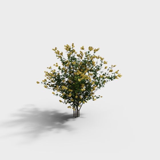 Large green shrub with yellow flowers and thin brown stems on white background