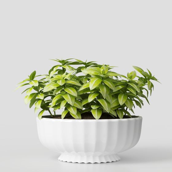 프랑스 식물 장식