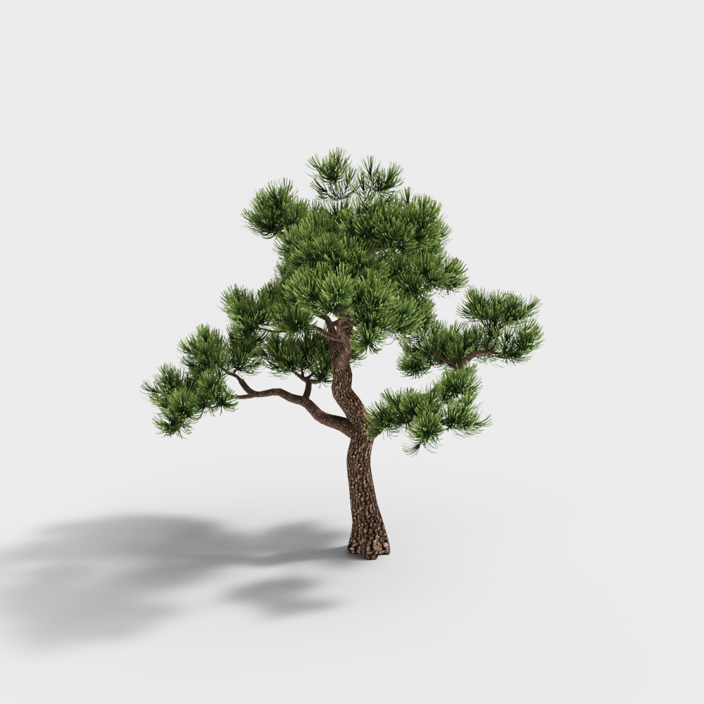 pine