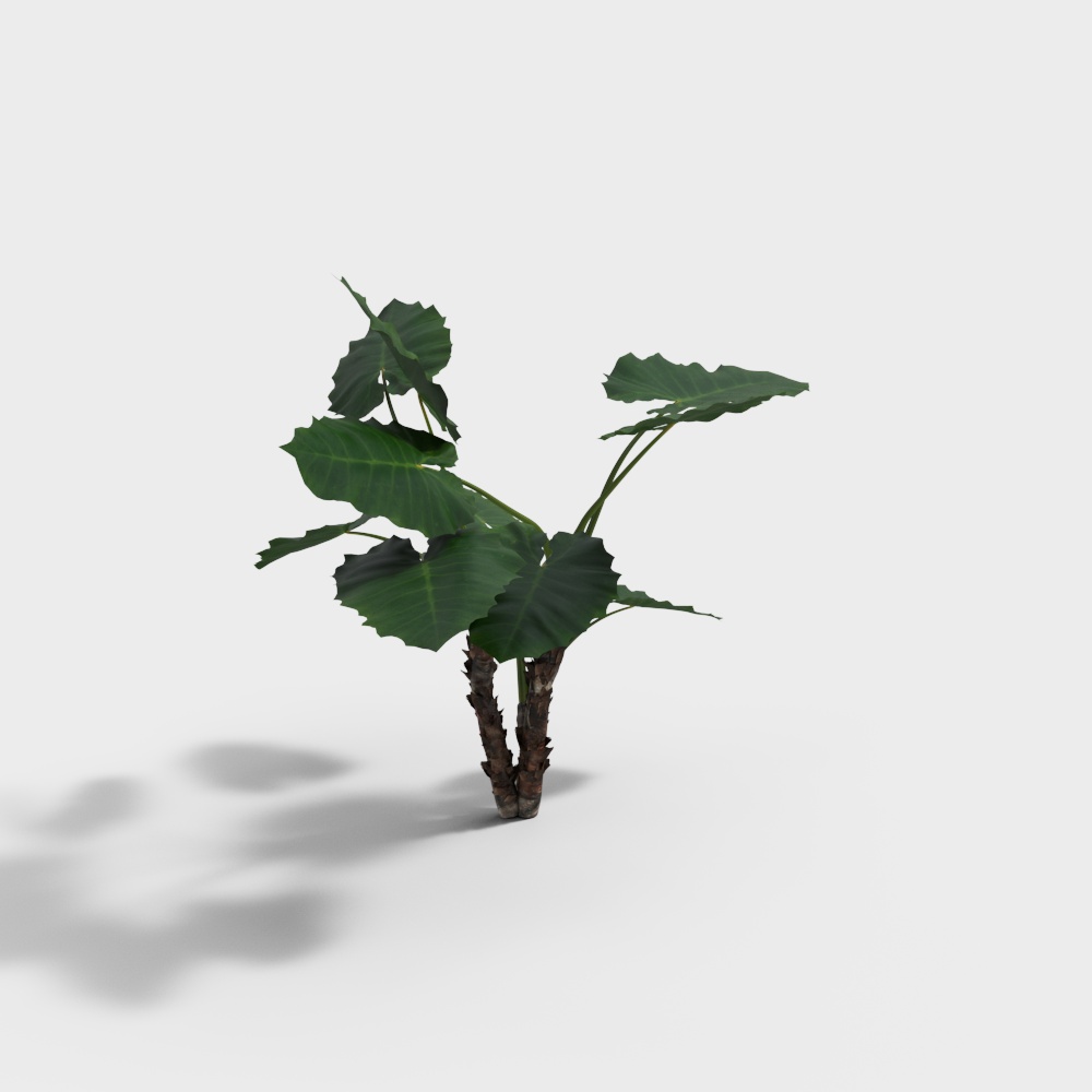 Small green indoor plant with large leaves and brown trunk on white background