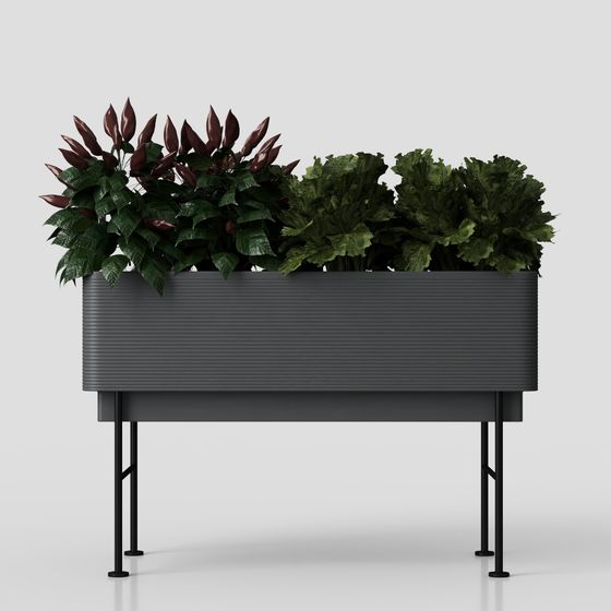 Plantes en pot vertes