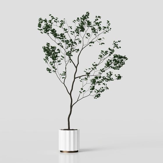 cây xanh phong cách wabi-sabi