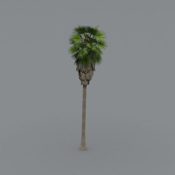 Realistic Tropical Palm Tree 3D Model