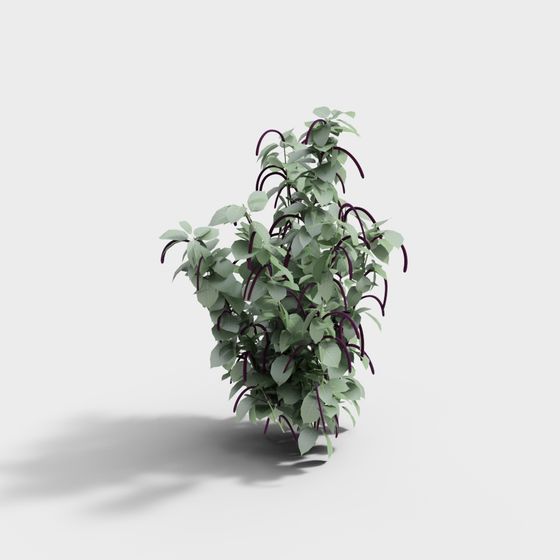 Piper Plant Low Poly 3D Model