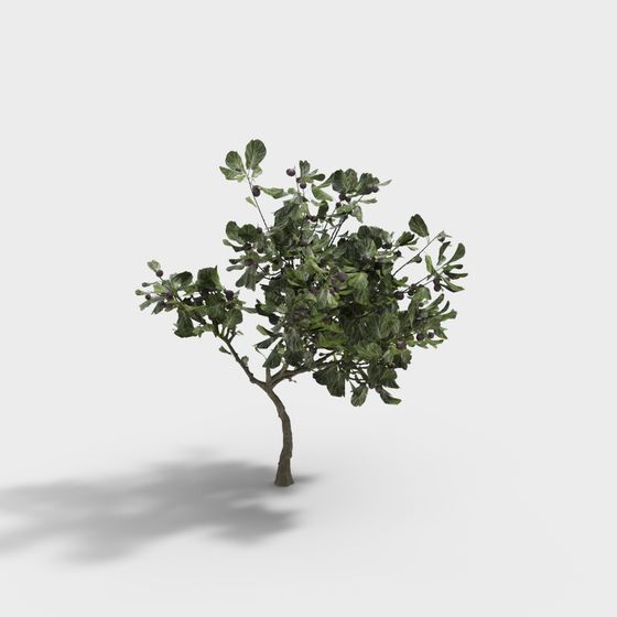 Vibrant Fig Tree 3D model