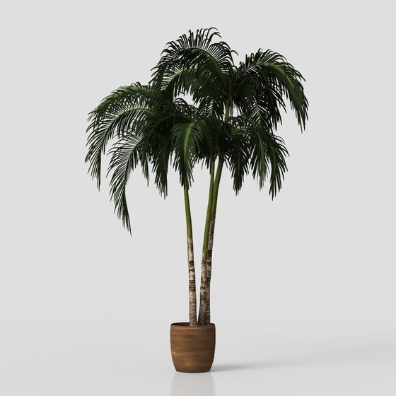 Tropical Palm Tree 3D model