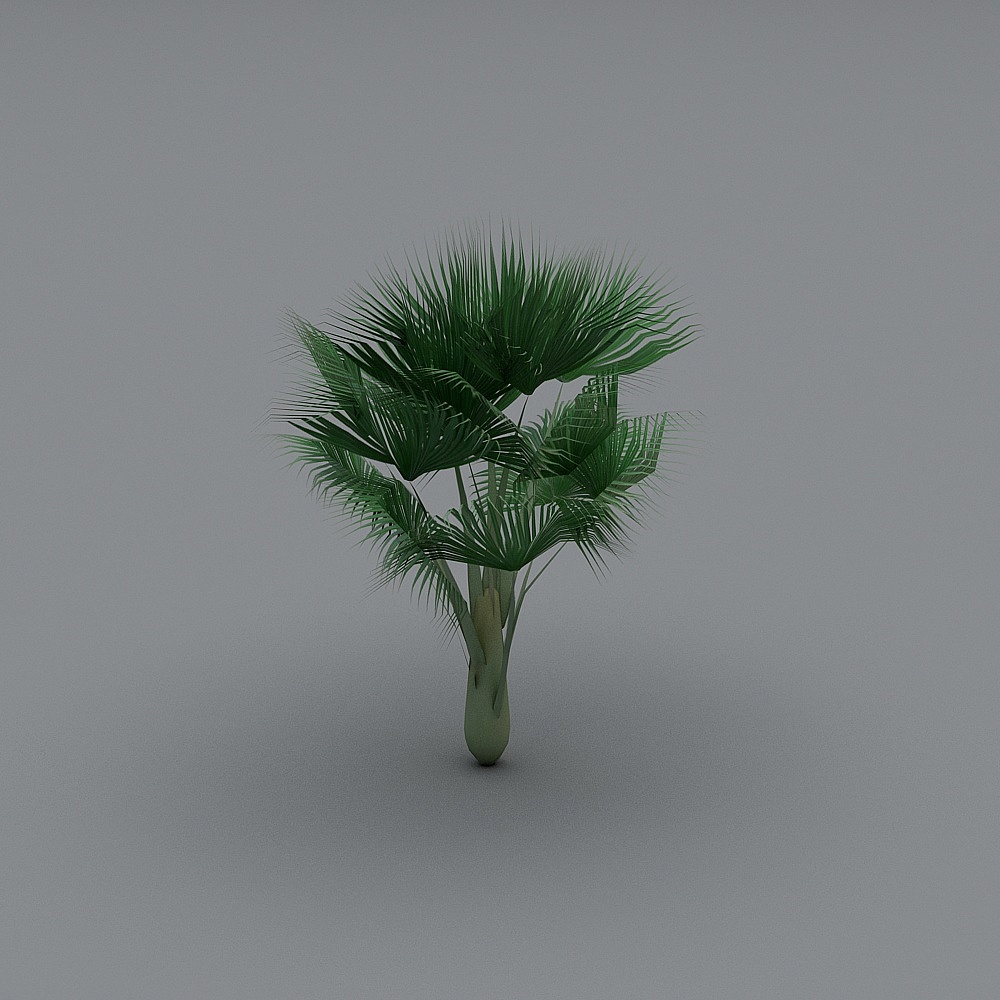 Palm Tree (8)
