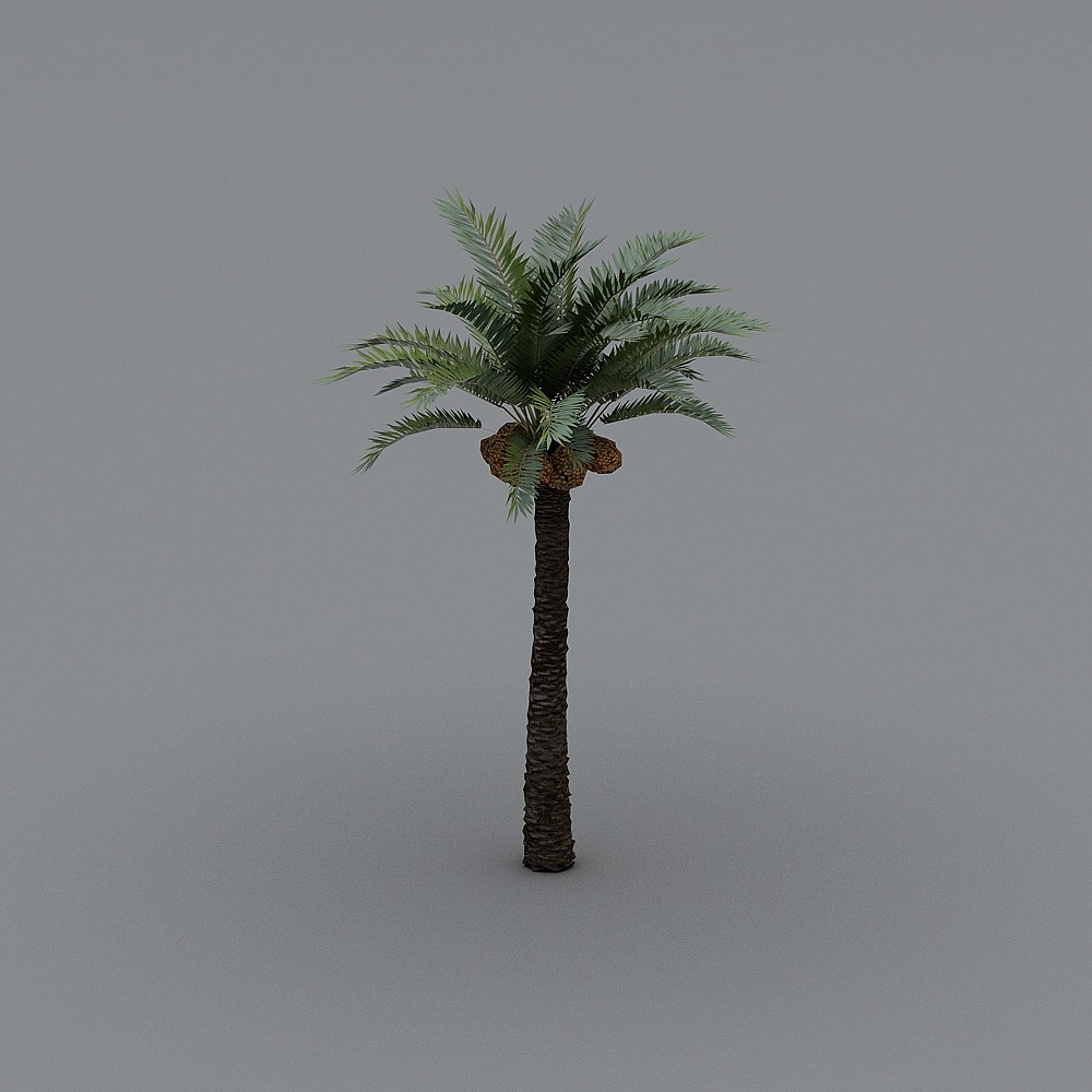 Tropical Palm Tree 3D model