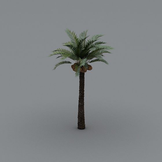 Tropical Palm Tree 3D model