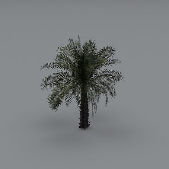 Tropical green palm tree with long leaves and brown trunk on grey background