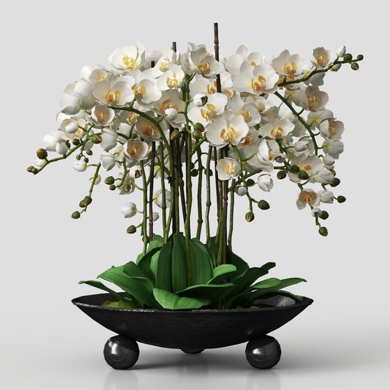 Orchid Potted Plant 3D model for Creative Projects