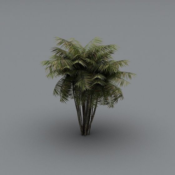 Lively Coconut Tree 3D model for Tropical Vibes
