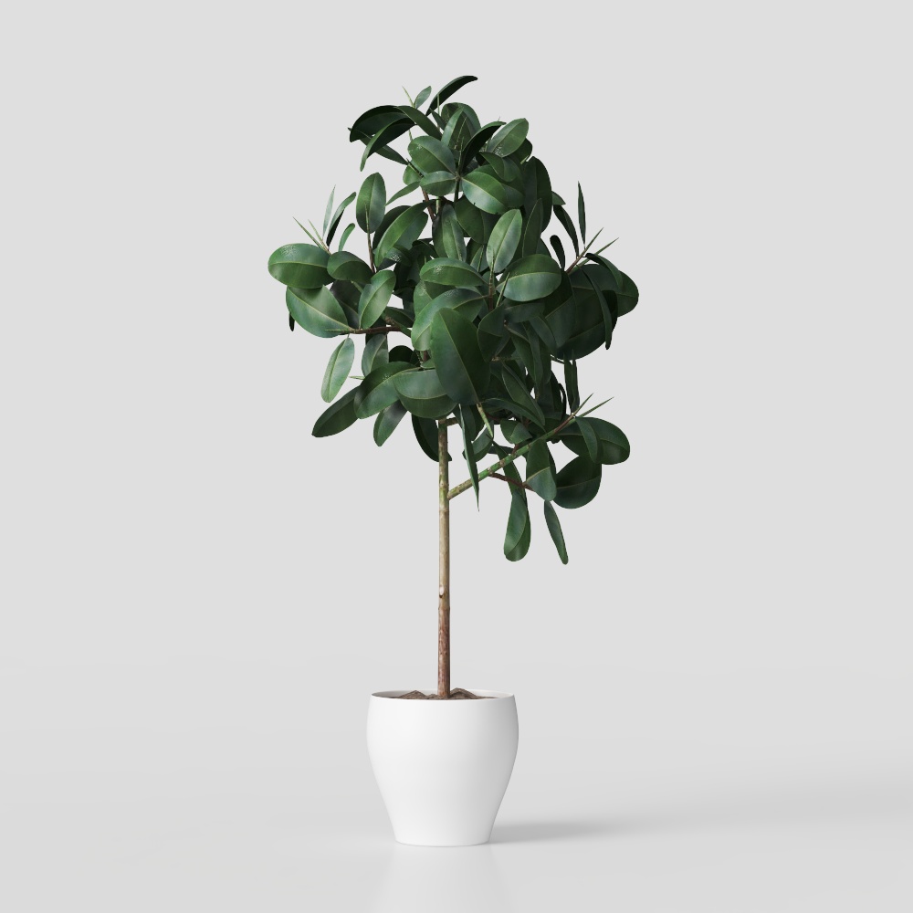 Realistic Indoor Plant 3D Model