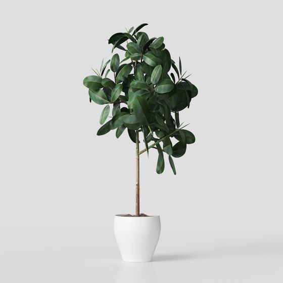 Realistic Indoor Plant 3D Model