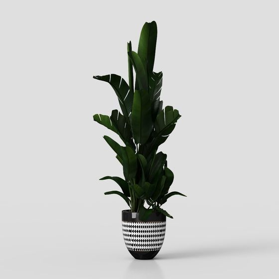 Tropical Plant 3D Model