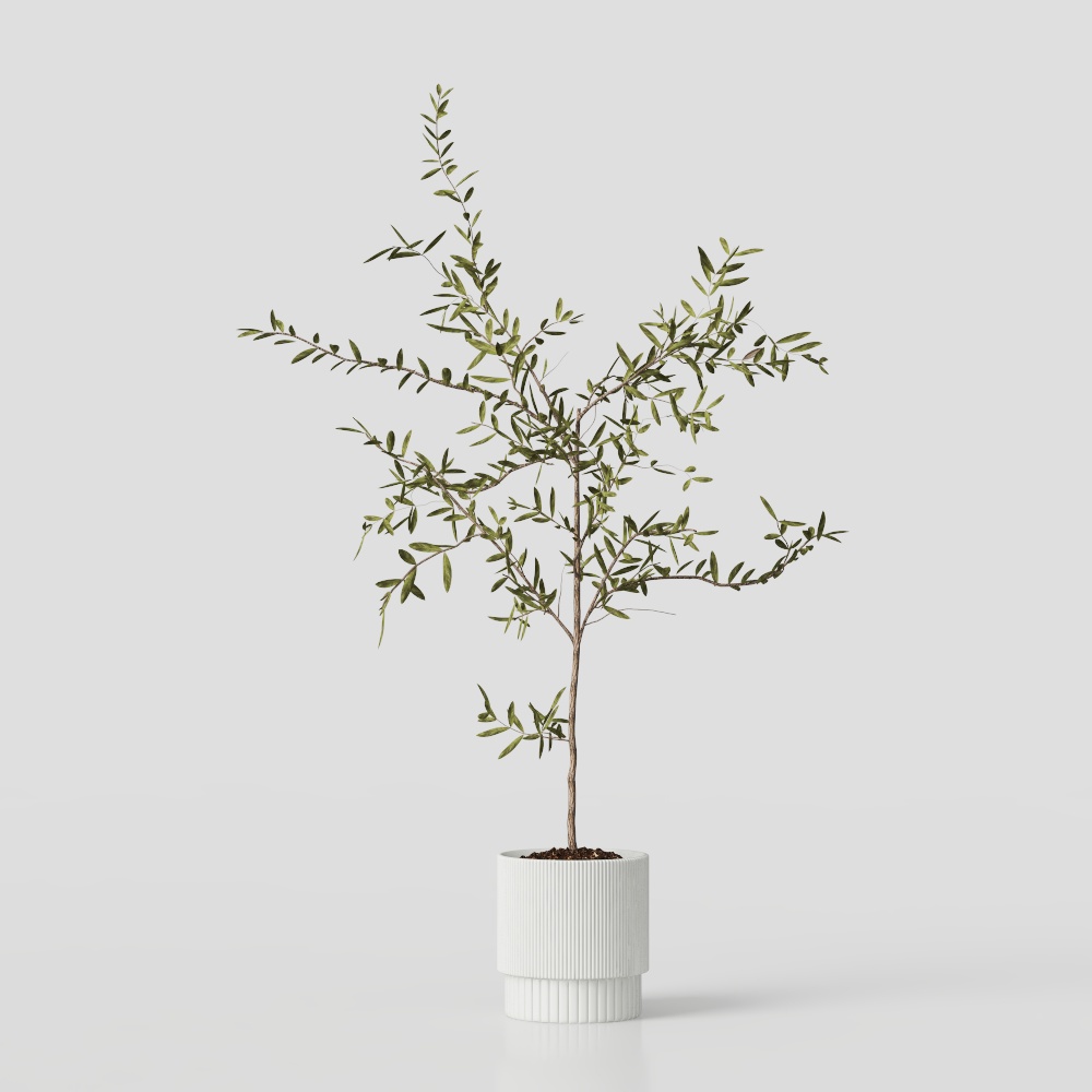 พืชสีเขียว