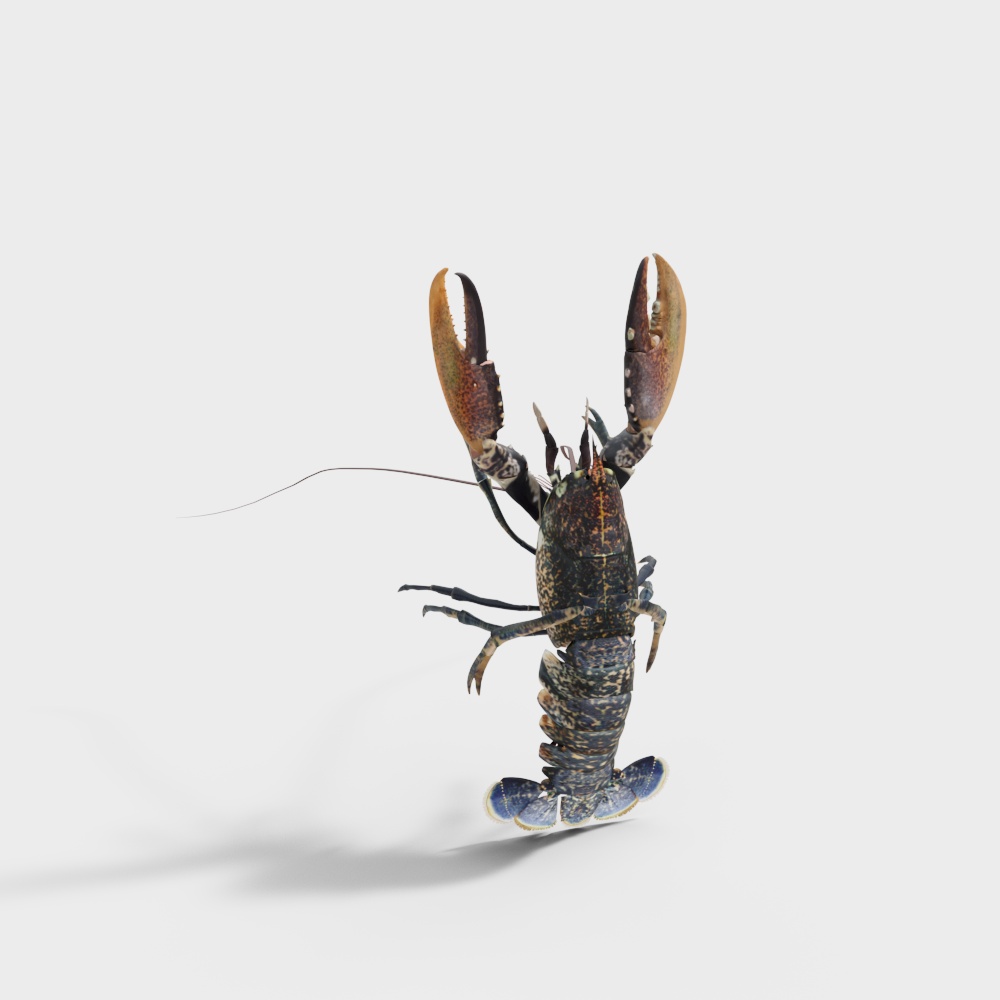 Homard frais de supermarché