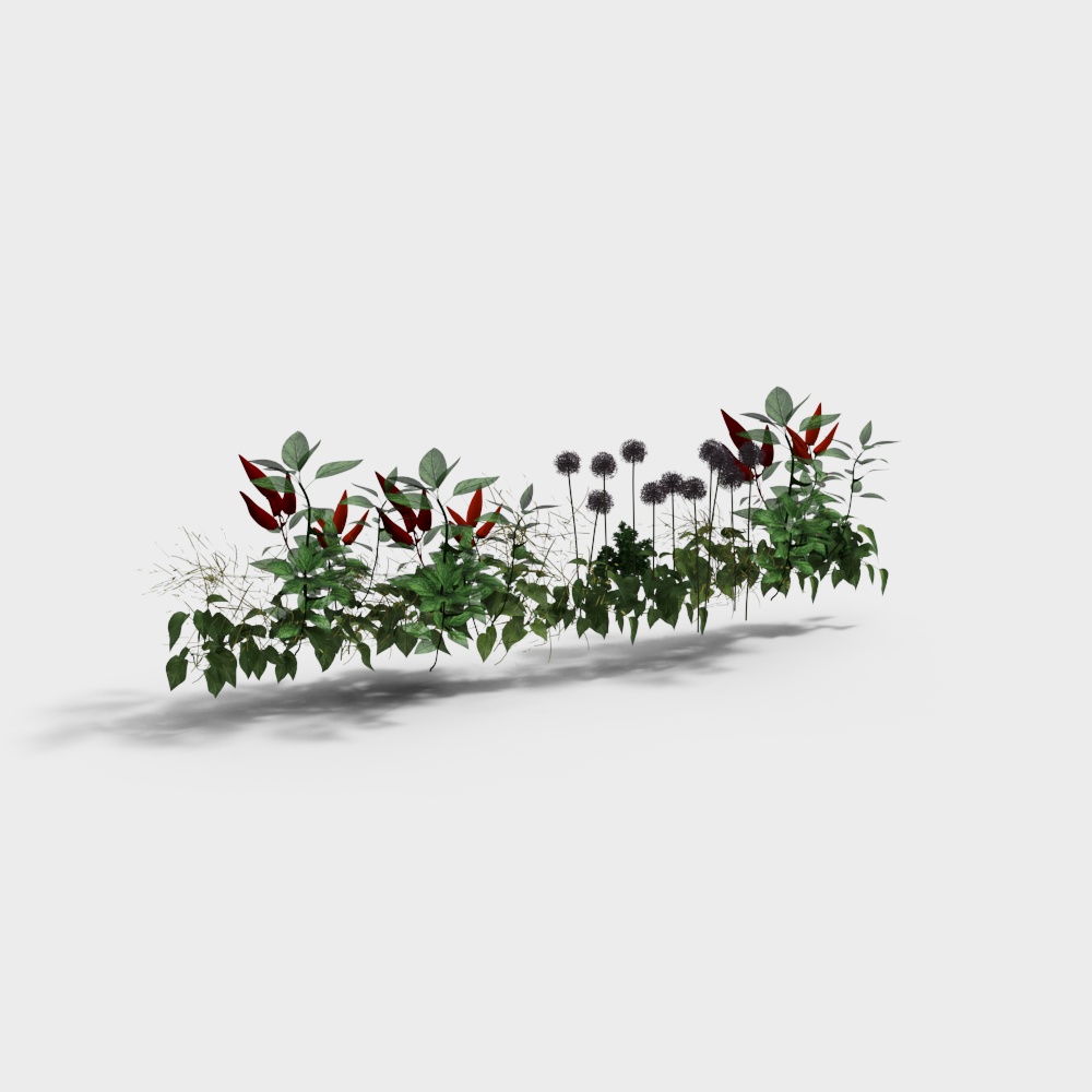 Green garden plants with red leaves and purple flowers on white background