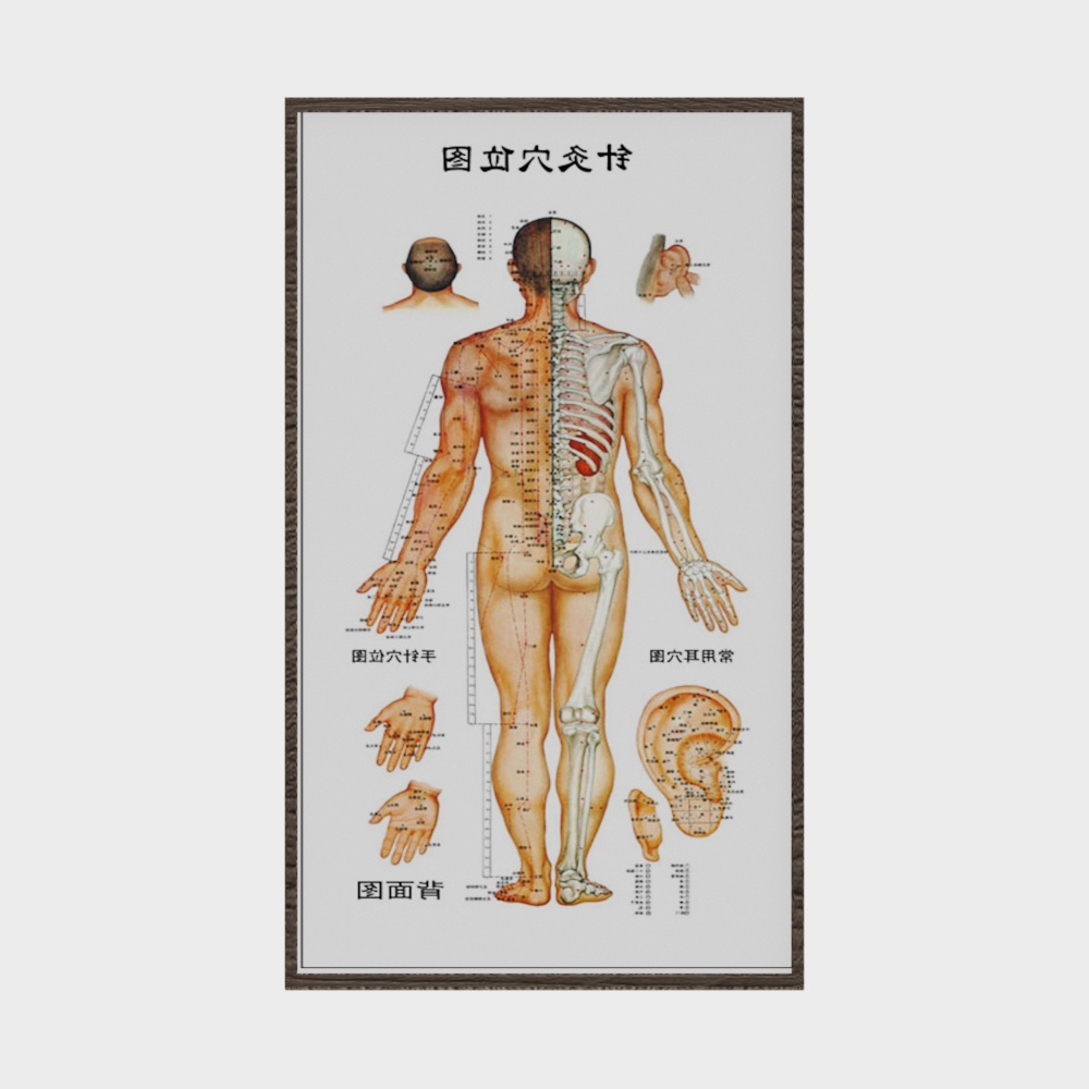 Realistic Human Anatomy 3D model for Creatives