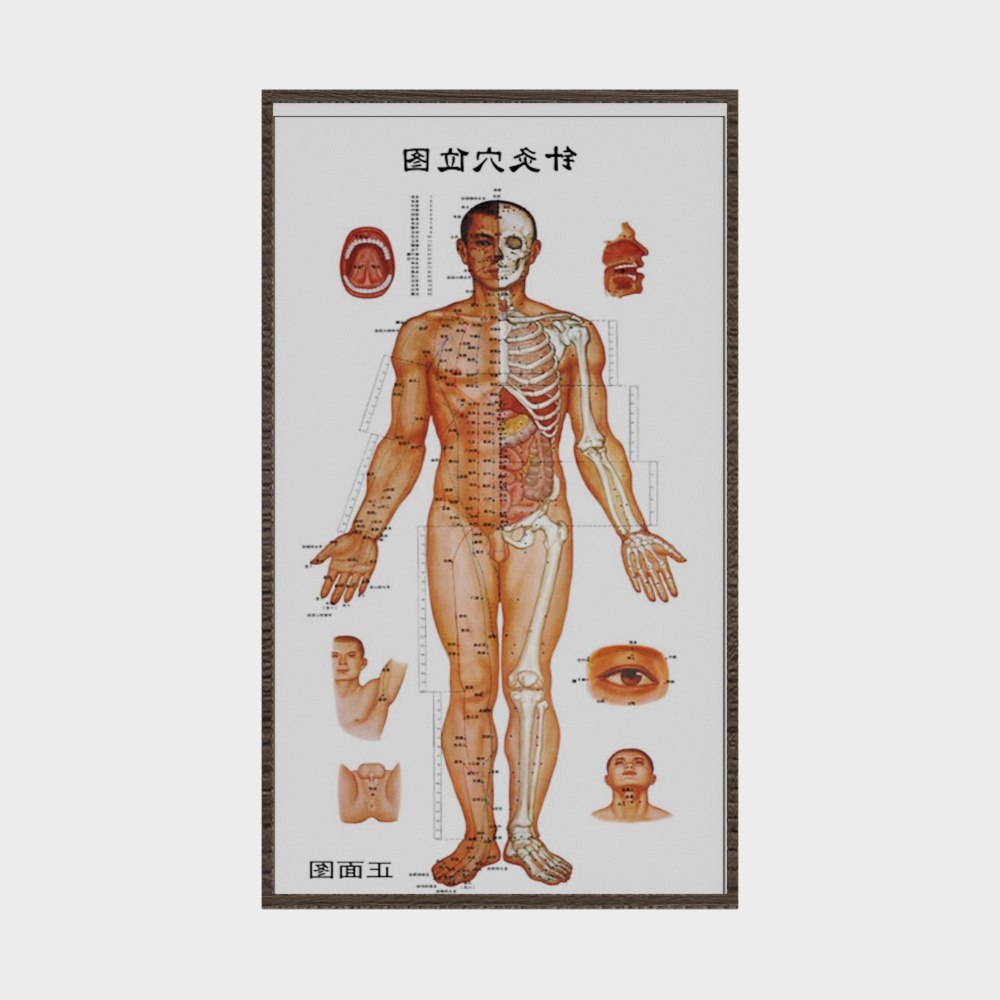 Human Anatomy 3D Model for Educational Use