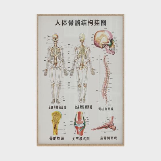 Human Skeletal Structure 3D Model – Realistic Bone Anatomy