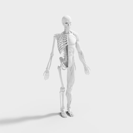 Anatomical Skeleton 3D model for Creative Projects