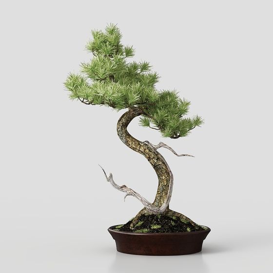 Low Poly Bonsai Pine Tree 3D model