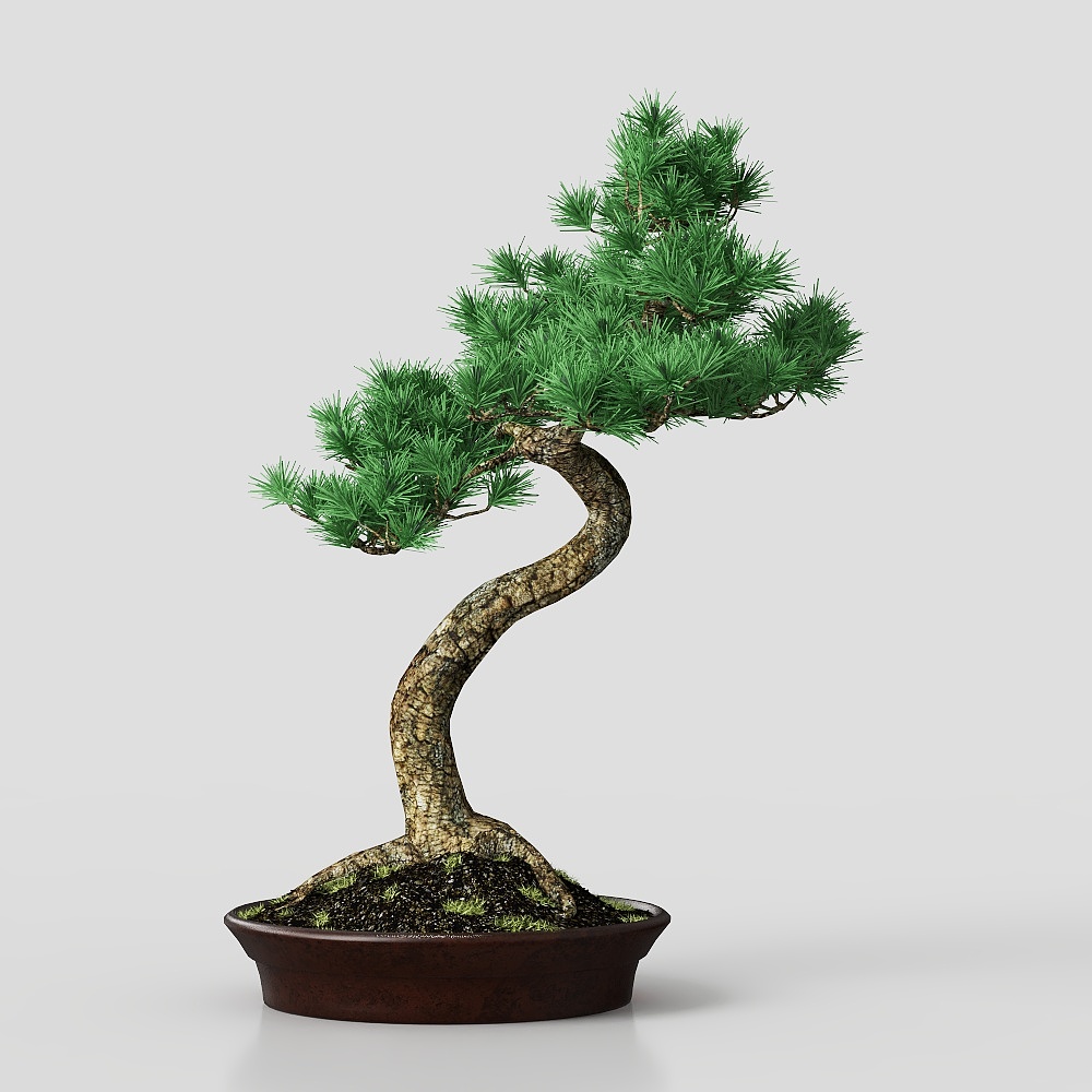 Topfpflanze im asiatischen Stil