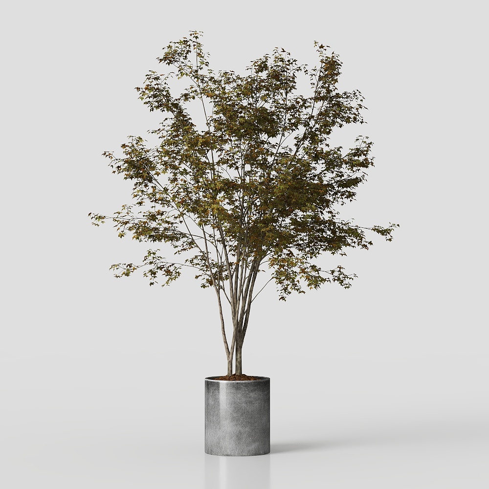 Décor de Plantes Wabi-Sabi