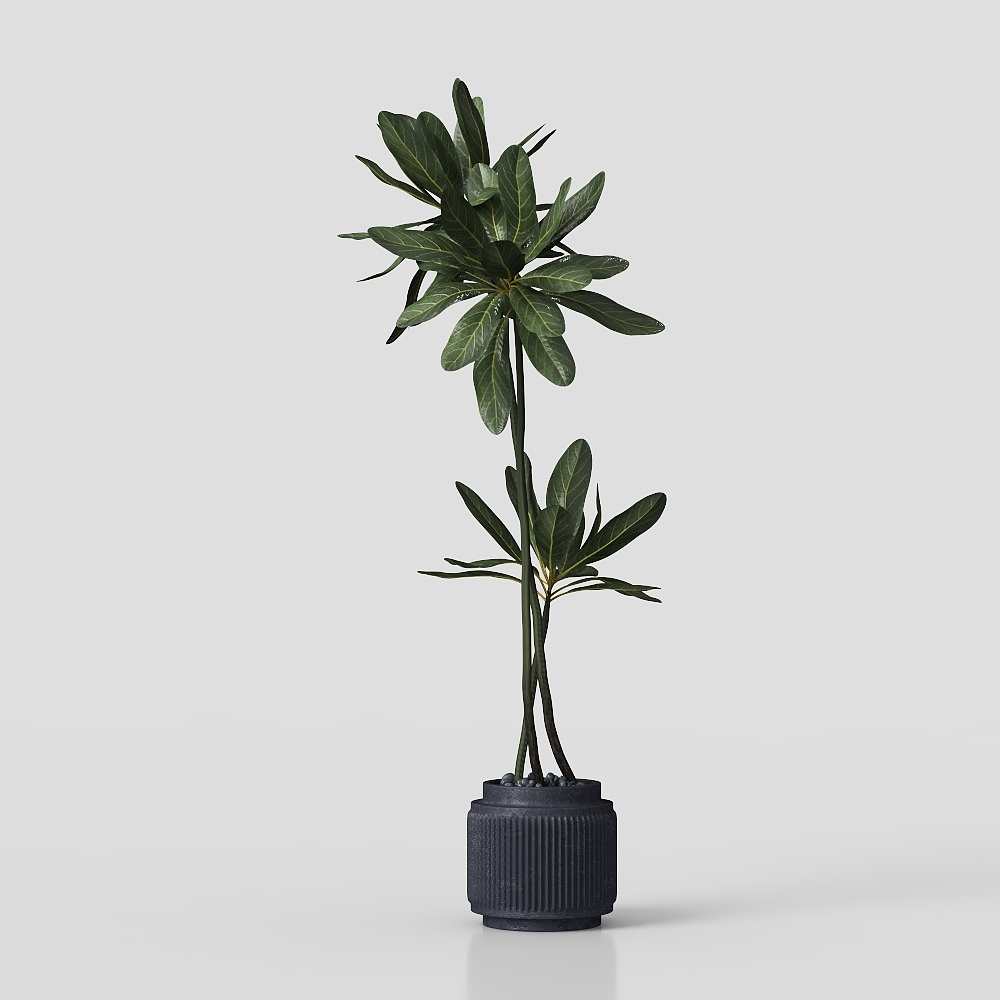 侘び寂びの植物飾り