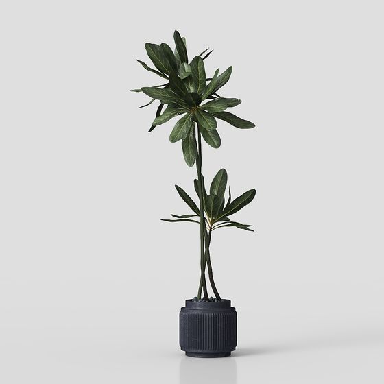 侘び寂びの植物飾り