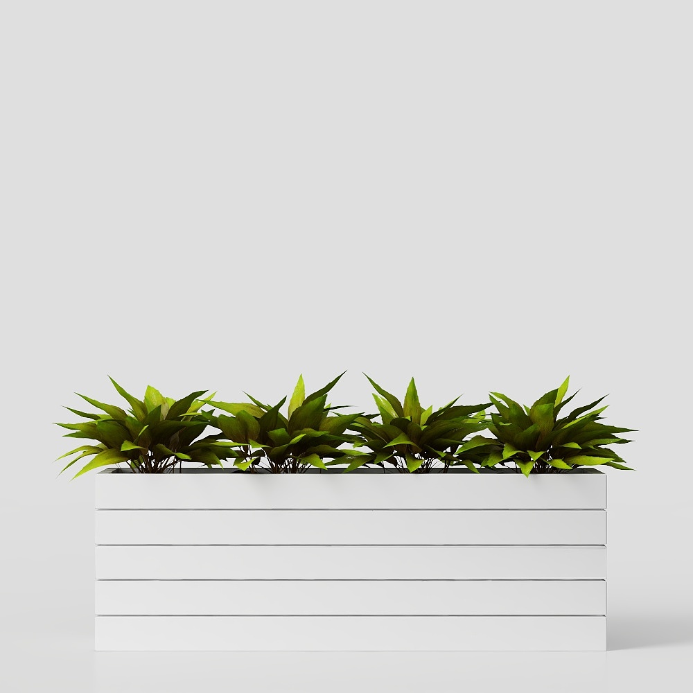 potted plant