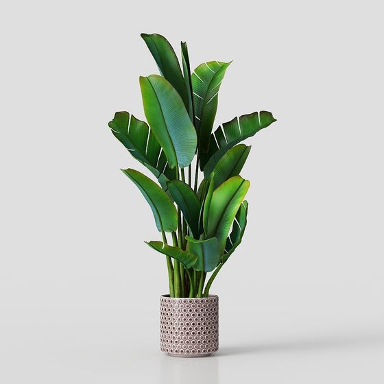 Indoor Potted Plant 3D Model