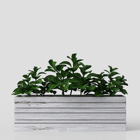 พืชในกระถางสมัยใหม่