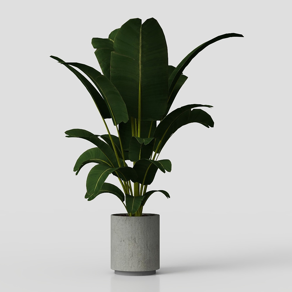 pájaro del paraíso