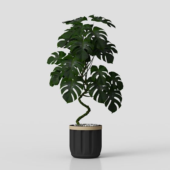 Vibrant Monstera 3D model for Creative Projects