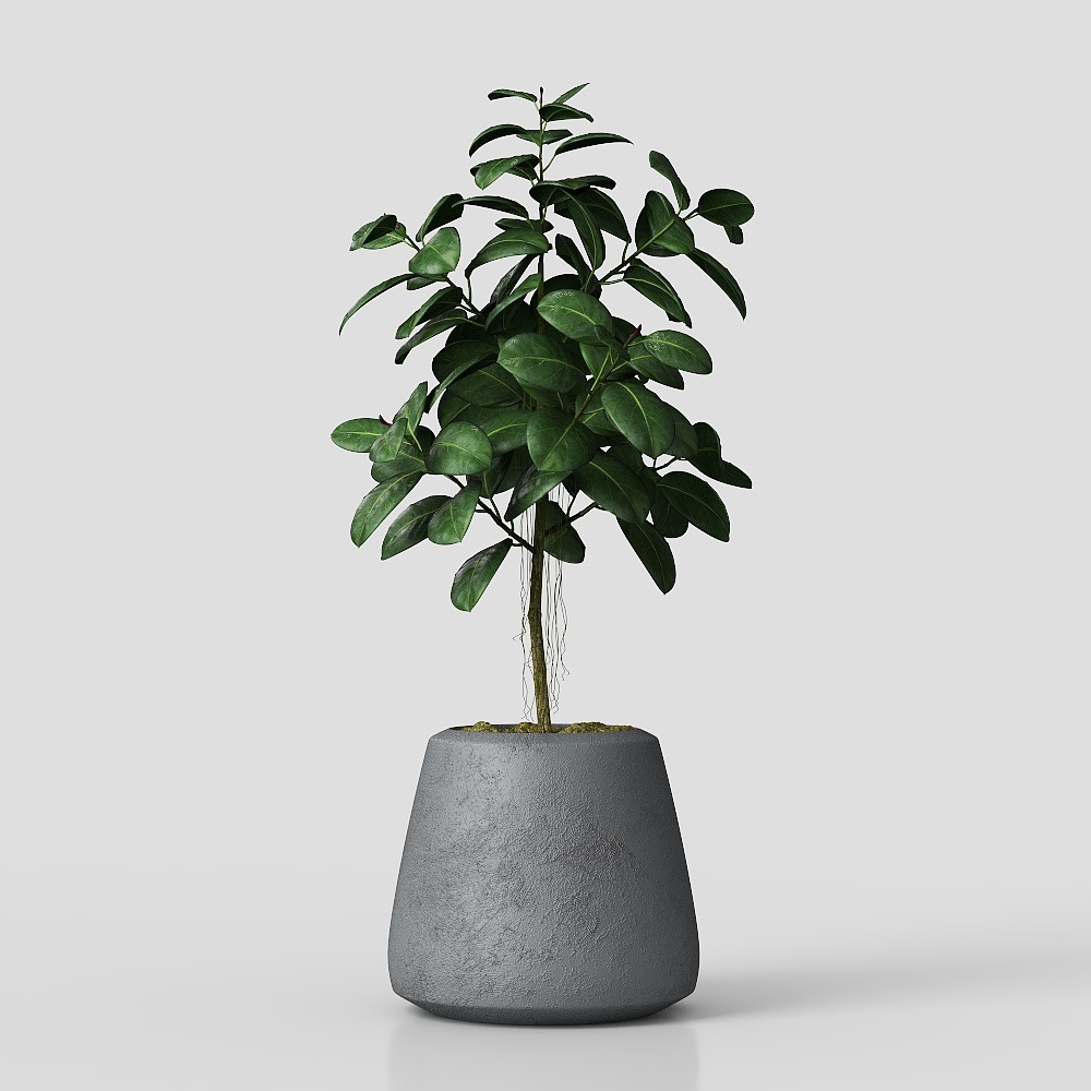 Cây trong chậu và bonsai