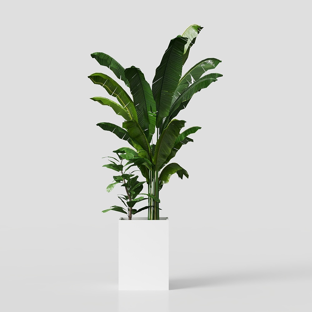 Realistic Low-Polygon Banana Tree 3D model