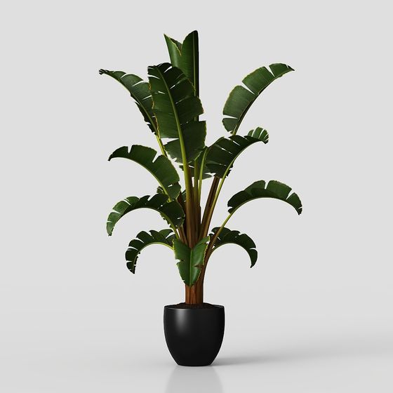 Realistic Banana Tree 3D Model for Tropical Designs
